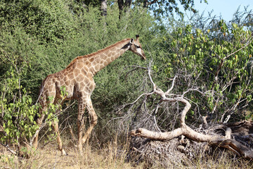 Giraffe / Giraffe / Giraffa Camelopardalis