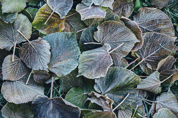Beautiful dry leaves with frost on a ground.