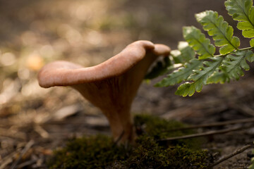 Fresh wild mushroom growing in forest, closeup view