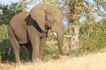 Fototapeta premium Afrikanischer Elefant / African elephant / Loxodonta africana