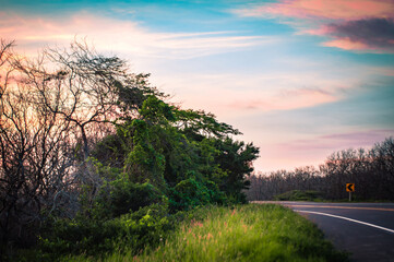 Bosque carretera en la nada amanecer atardecer arboles sin hojas deshojados