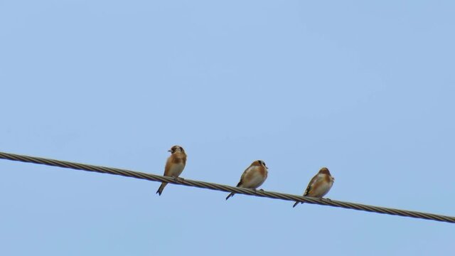 wildlife europe birds - three goldfinches sitting on wire