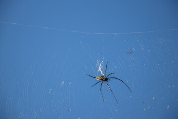 Spider is spin the webs for catch the preys within the blue sky background