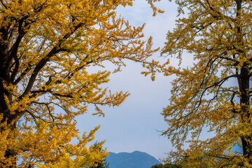 Street view local visitor and tourist Wudang shan Mountains.