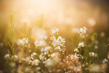 White delicate flowers grow among the grass in the meadow, illuminated by the bright rays of the rising sun in the early summer morning. Serenity and harmony.