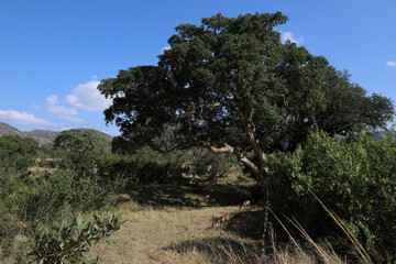 Krüger Park - Afrikanischer Busch - Matjulu River / Kruger Park - African bush - Matjulu River /
