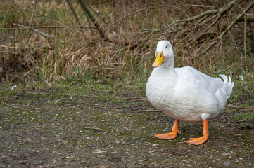 White pekin ducks swimming on a lake