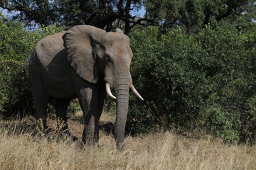 Fototapeta premium Afrikanischer Elefant / African elephant / Loxodonta africana