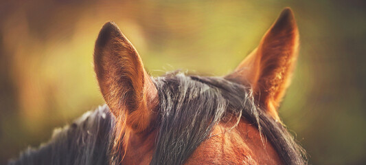 Beautiful fluffy ears of a Bay horse, illuminated by warm sunlight in the summer. Livestock. Wild...