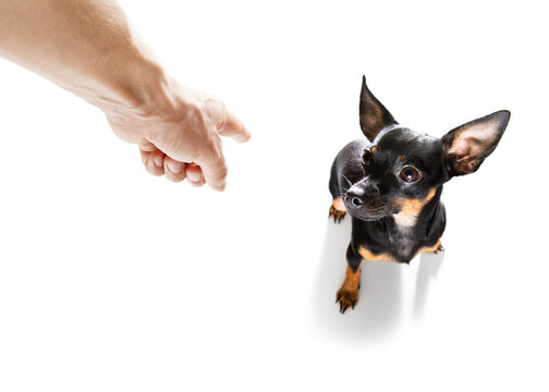 owner punishing his dog