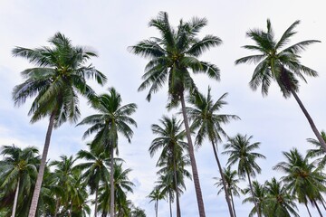 Fototapeta na wymiar Tropical Palm Trees Against Blue Skies
