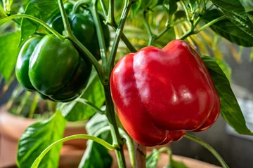 Fotobehang Red pepper plant on the garden © DOUGLAS