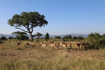 Fototapeta na wymiar Schwarzfersenantilope / Impala / Aepyceros melampus