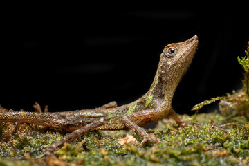 Lizard on a tree