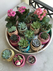 Succulents, lots of succulents, colorful pots gardening, small cactus
