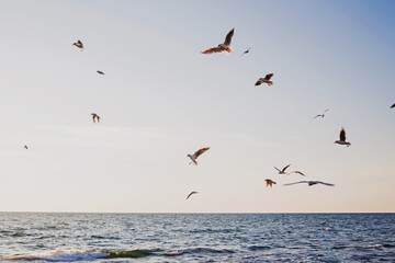 Fototapeta na wymiar Flock of seagulls over the sunrise sky.