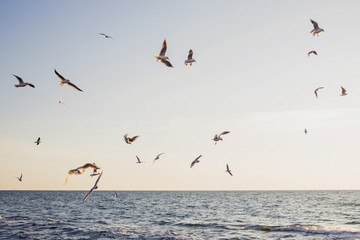 Flock of seagulls over the sunrise sky.