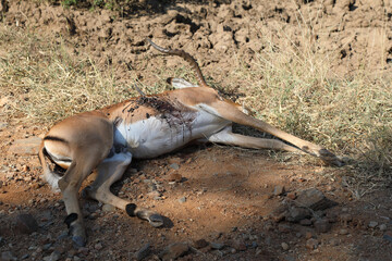 Schwarzfersenantilope / Impala / Aepyceros melampus...