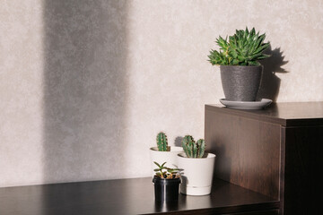 Indoor plants in white and black pots in the room on the table under the sunlight