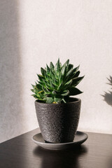 Indoor plants in white and black pots in the room on the table under the sunlight
