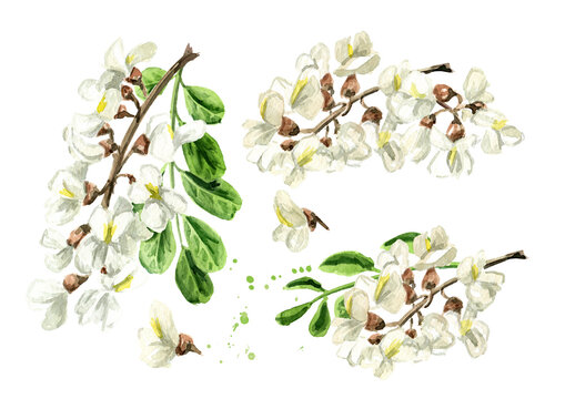Blossoming acacia or Sophora Japonica set, cosmetic and medical herb. Hand drawn watercolor illustration isolated on white background