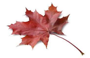 Autumn maple leaf isolated on white background with shadows, clipping path  for isolation without...