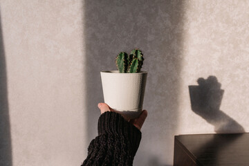 a woman's hand holds a cactus in a white pot over a table in the sunlight