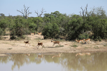 Fototapeta na wymiar Schwarzfersenantilope / Impala / Aepyceros melampus.