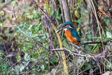 Kingfisher bird, alcedo atthis, coughing up a food pellet