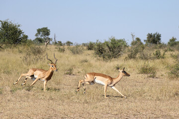 Schwarzfersenantilope / Impala / Aepyceros melampus.