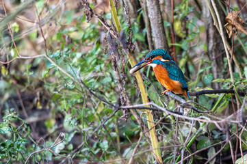 Kingfisher bird, alcedo atthis, coughing up a food pellet