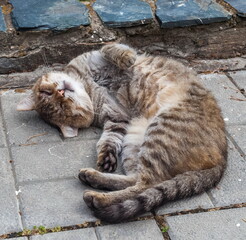 Stray animal cat closeup on the background of paving slabs in summer