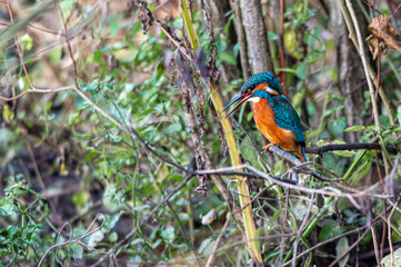 Kingfisher bird, alcedo atthis, coughing up a food pellet