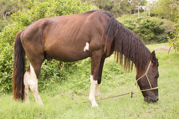 Brown horse tied up eating grass. Single brown local horse tied up eats lush on the green grass meadow in the spring in the wild. Typical brazilian horse.