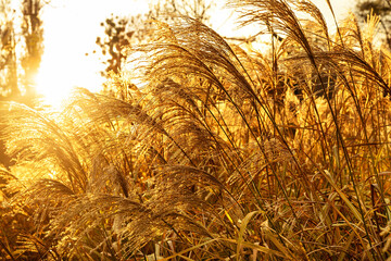 Close up of pampas grass in golden sunset