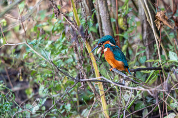 Kingfisher bird, alcedo atthis, coughing up a food pellet