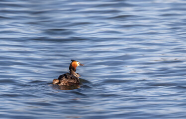 Great crested grebe carrying its chick, Podiceps cristatus 