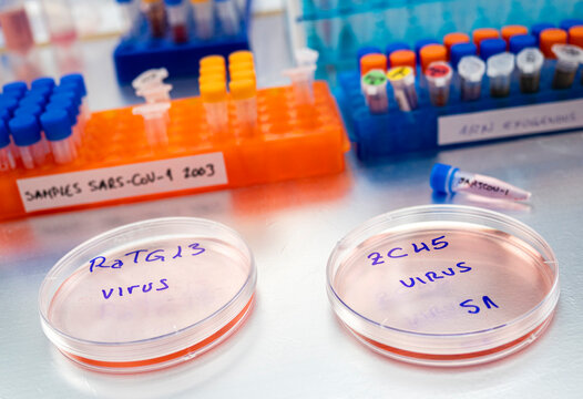 bat coronavirus ZC45 on petri dish, COVID-19 study in laboratory, conceptual image