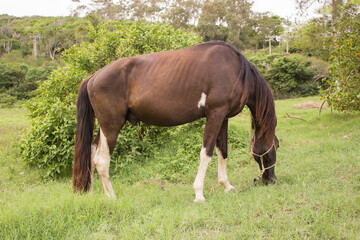 Fototapeta premium Brown horse tied up eating grass. Single brown local horse tied up eats lush on the green grass meadow in the spring in the wild. Typical brazilian horse.