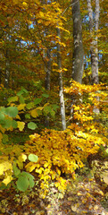 Żółty jesienny las.