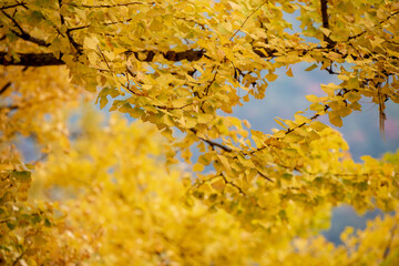 Ginkgo tree in the fall of yellow fallen leaves