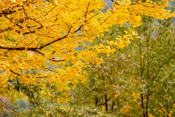 Ginkgo tree in the fall of yellow fallen leaves