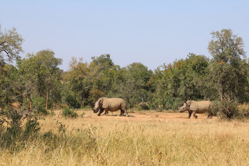 Fototapeta premium Breitmaulnashorn / Square-lipped rhinoceros / Ceratotherium Simum