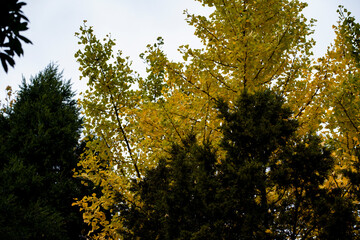 Ginkgo tree in the fall of yellow fallen leaves