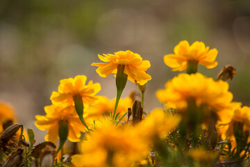 yellow flowers on a sunny autumn day