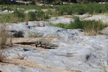 Nilkrokodil / Nile Crocodile / Crocodylus Niloticus