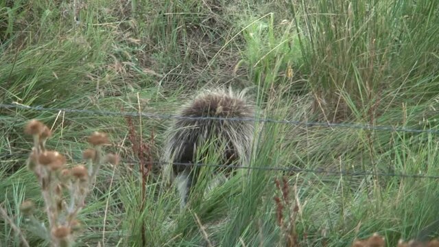 A porcupine crawls through the grass in a field.