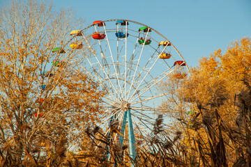 An old Ferris wheel among yellow leaves and reeds