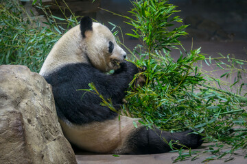 A panda bear eats bamboo © Keith J Sfinx