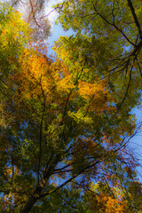 Fototapeta premium autumn in the forest